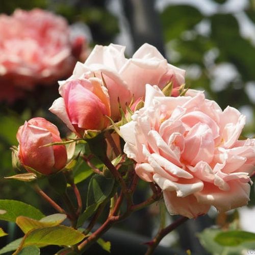 Rosa Albertine - rózsaszín - Apróvirágú - magastörzsű rózsafa- csüngő koronaforma